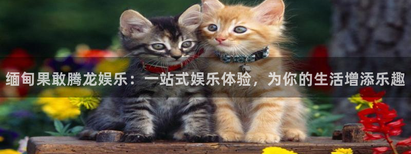 今年会体育官网注册：缅甸果敢腾龙娱乐：一站式娱乐体验，为你的生活增添乐趣
